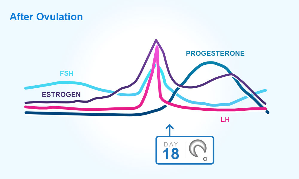 Menstrual cycle : after ovulation