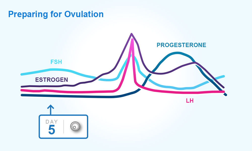 Menstrual cycle : preparing for ovulation