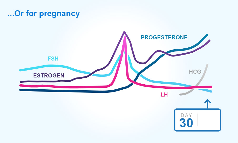 Menstrual cycle : preparing for pregnancy